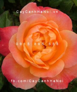 Hình ảnh hoa hồng Dame Elizabeth Murdock