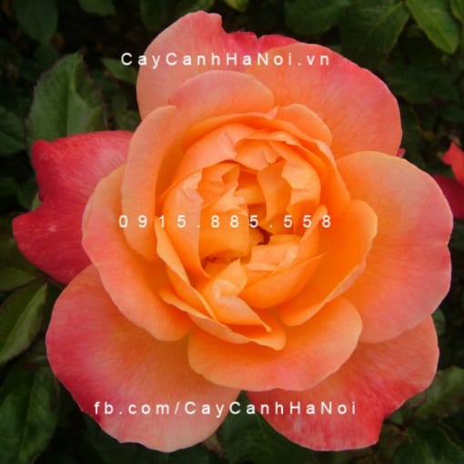 Hình ảnh hoa hồng Dame Elizabeth Murdock