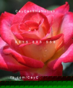 Hình ảnh hoa hồng Dick Clark