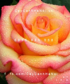 Hình ảnh hoa hồng Dream Come True