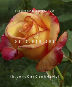 Hình ảnh hoa hồng Dream Come True