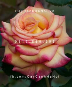 Hình ảnh hoa hồng Dream Come True