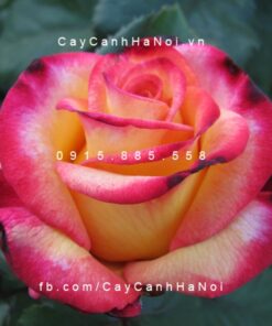 Hình ảnh hoa hồng Dream Come True