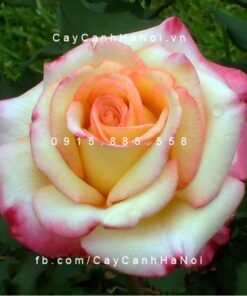 Hình ảnh hoa hồng Dream Come True
