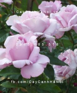Hình ảnh hoa hồng Du Petit Prince