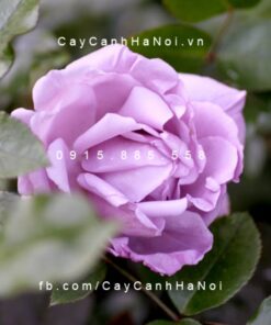 Hình ảnh hoa hồng Du Petit Prince