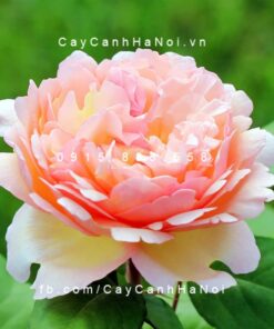 Hình ảnh hoa hồng Duftjuwel