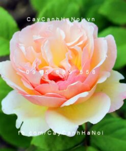 Hình ảnh hoa hồng Duftjuwel