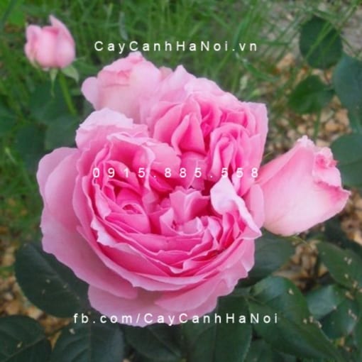 Hình ảnh hoa hồng Eckart Witzigmann