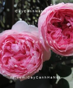 Hình ảnh hoa hồng Eckart Witzigmann