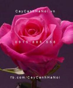 Hình ảnh hoa hồng Eliza