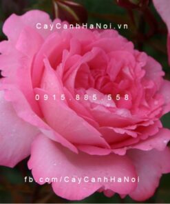 Hình ảnh hoa hồng Eliza