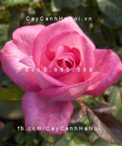 Hình ảnh hoa hồng Eliza