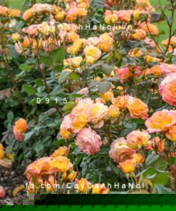 Hình ảnh hoa hồng Garden Delight