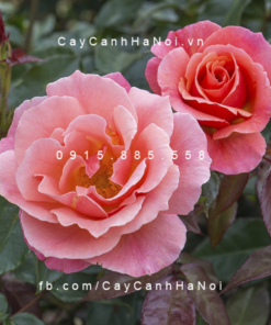 Hình ảnh hoa hồng Garden Delight