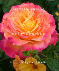 Hình ảnh hoa hồng Garden Delight