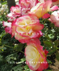 Hình ảnh hoa hồng Garden Delight