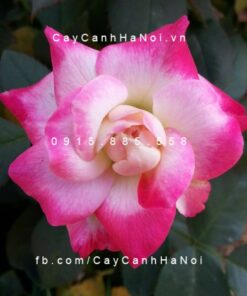 Hình ảnh hoa hồng Headliner