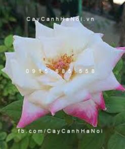 Hình ảnh hoa hồng Headliner
