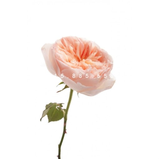 Hình ảnh hoa hồng Juliet