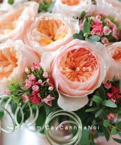 Hình ảnh hoa hồng Juliet