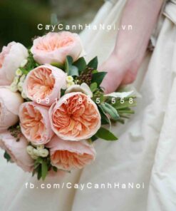 Hình ảnh hoa hồng Juliet