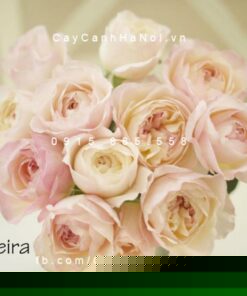 Hình ảnh hoa hồng Keira