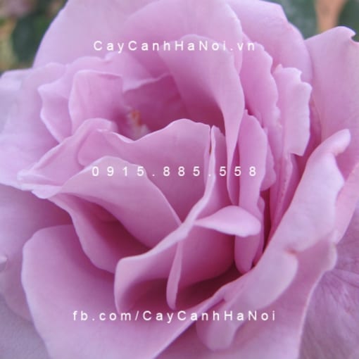 Hình ảnh hoa hồng lilac