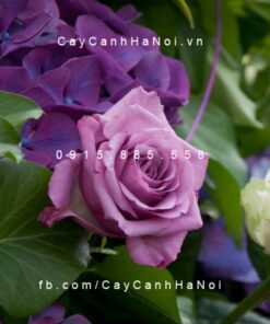 Hình ảnh hoa hồng lilac