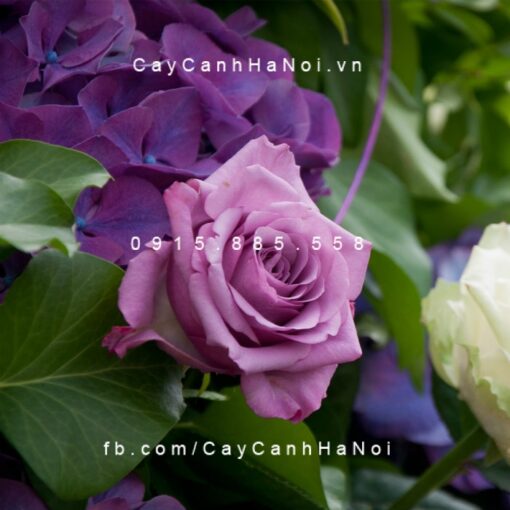 Hình ảnh hoa hồng lilac