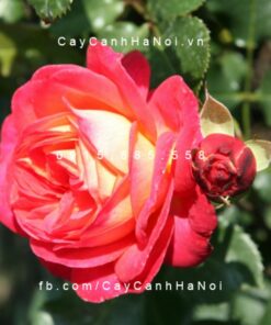 Hình ảnh hoa hồng Midsummer
