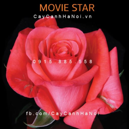 Hình ảnh hoa hồng Movie Star