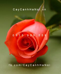 Hình ảnh hoa hồng Movie Star