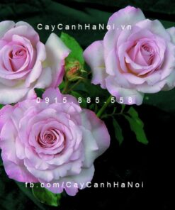 Hình ảnh hoa hồng Nicole Carol Miller