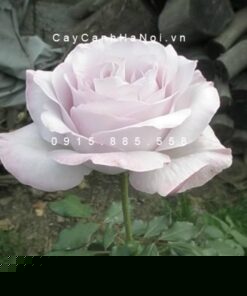 Hình ảnh hoa hồng Nicole Carol Miller