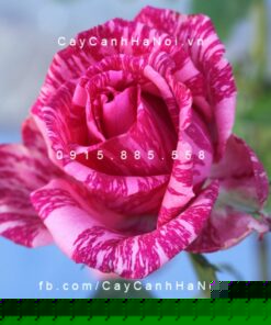 Hình ảnh hoa hồng Pink Intuition