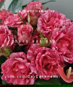 Hình ảnh hoa hồng Pink Intuition