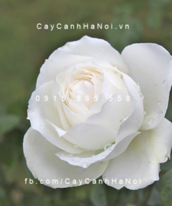Hình ảnh hoa hồng Princess of Wales