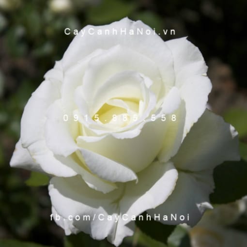 Hình ảnh hoa hồng Princess of Wales