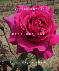 Hình ảnh hoa hồng Purple Prince