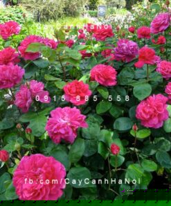 Hình ảnh hoa hồng Sophy