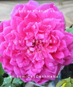 Hình ảnh hoa hồng Sophy
