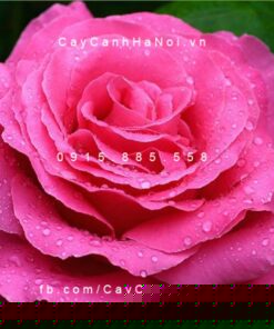 Hình ảnh hoa hồng Susan Hampshire