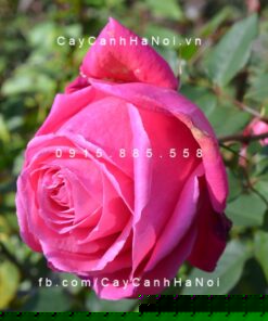 Hình ảnh hoa hồng Susan Hampshire