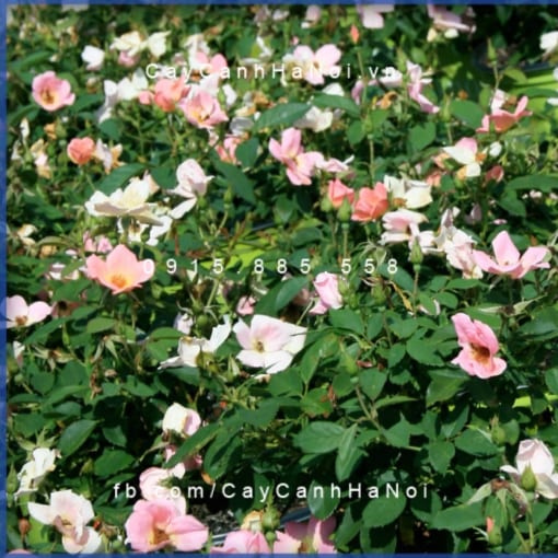 Hình ảnh hoa hồng The Rainbow Knock Out