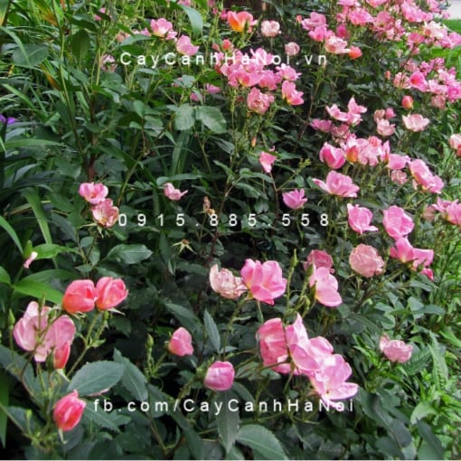 Hình ảnh hoa hồng The Rainbow Knock Out