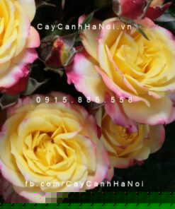 Hình ảnh hoa hồng Tropical Clementine