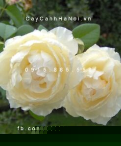 Hình ảnh hoa hồng Windermere