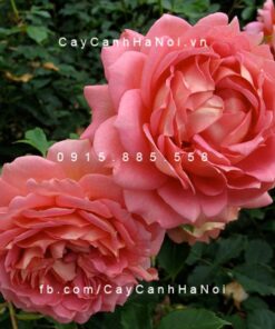 Hình ảnh hoa hồng Jubilee Celebration Tree Rose
