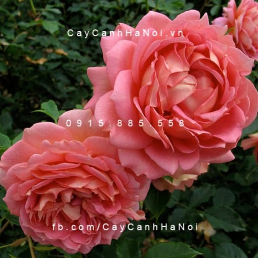 Hình ảnh hoa hồng Jubilee Celebration Tree Rose